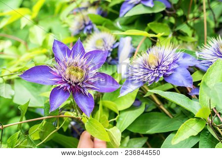 Closeup Bright Blue Flower Of Blossoming Clematis Jackmanii