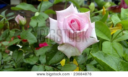 Rose Rosa