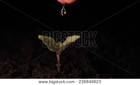 New Life, Sprout With Leaves, Human Hand, Wet With Drops, Black Background.