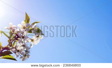Beautiful Spring White Flowers Blossom Background. Beautiful Blue Sky.