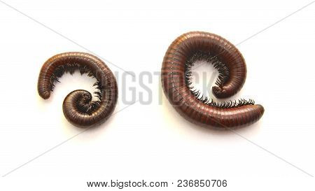 A Millipede Myriapod Isolated On White Background