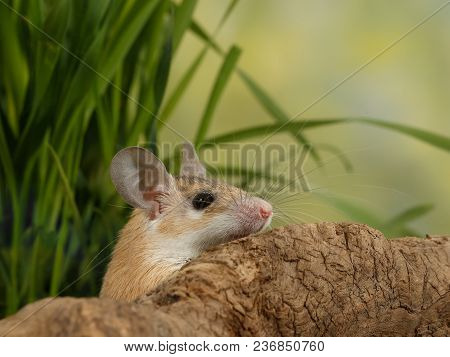 Closeup Young  Scared Mouse  Looks Out From-for Snags On Background Of Grass