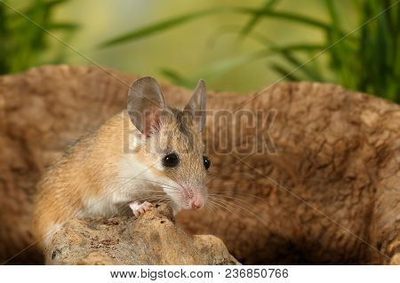 Closeup Young  Scared Mouse Sits On Snag On Background Of Grass
