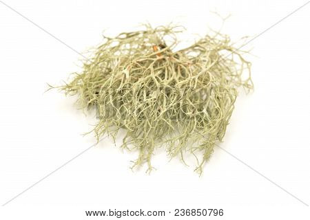 Fruticose Lichen Isolated On A White Background