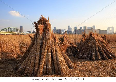Tall Grass Sits Bundled After Harvest In The Yodo River Floodplain