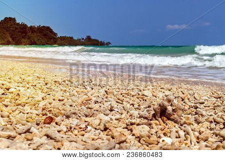Crashed Corals Background. Andaman And Nicobar Islands, India