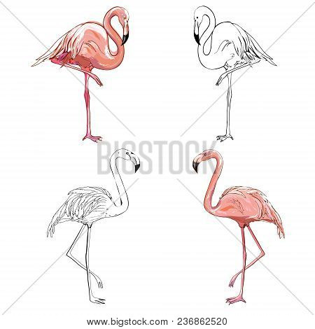 Hand Drawing Flamingos. Vector Illustration, Animal, Bird Isolated Drawing Pink