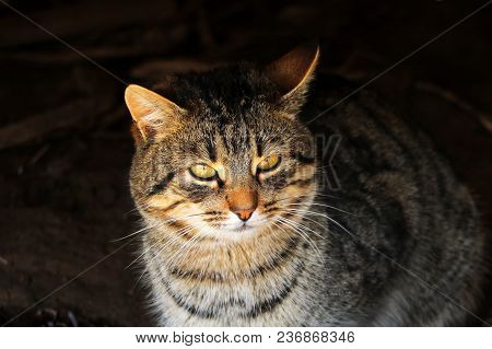 A Beautiful Country Cat With Green Eyes On A Blurred Background