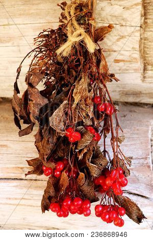 Branches Of Dried Rowan With Red Bunches. Background.