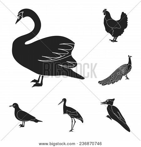 Types Of Birds Black Icons In Set Collection For Design. Home And Wild Bird Vector Symbol Stock  Ill
