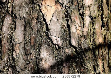 The Texture Of The Tree Bark Is Spruce. Seamless Texture. Background