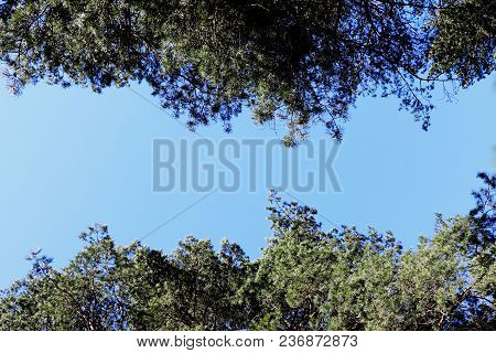 The Tops Of Green Trees Against The Blue Sky.