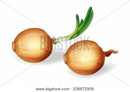 Vector Onion Bulb With Green Sprout Set. Realistic Yellow Unpeeled Whole Onions, Fresh Natural Organ