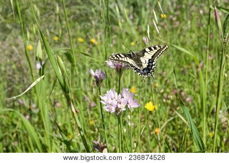 Macaone Butterfly Resting On A Flower Of Wild Onion. The Macaone Butterfly Is Found Mainly In Europe