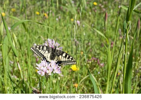 Macaone Butterfly Resting On A Flower Of Wild Onion. The Macaone Butterfly Is Found Mainly In Europe