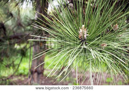 Closeup Photo Of A Green Pine Needles On The Right Side Of The Image. Small Pine Cones At The End Of