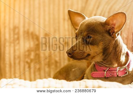 Little Pinscher Ratter Prazsky Krysarik Purebreed Small Dog Sitting Relaxing And Chilling On Sofa Co