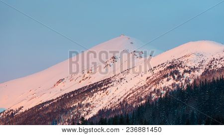 Pink Sunrise Morning Winter Snow Covered Scenery Picturesque Vuhatyj Kaminj Mountain Ridge (ukraine,