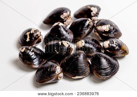 Black Corbiculas Lie On A White Background