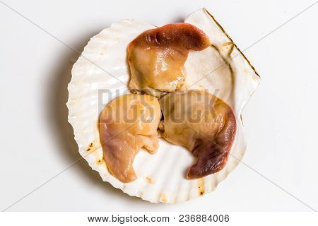 Spisula Sachalinensis Lie On A White Background