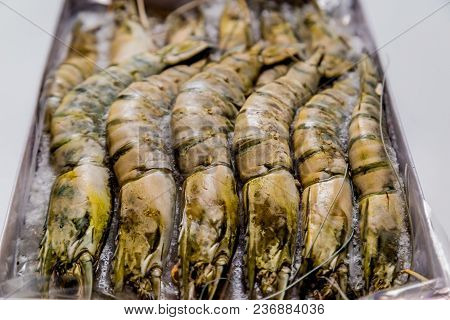 Shrimp Tiger Lie On A White Background