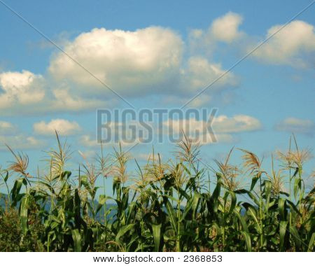 Summer Corn