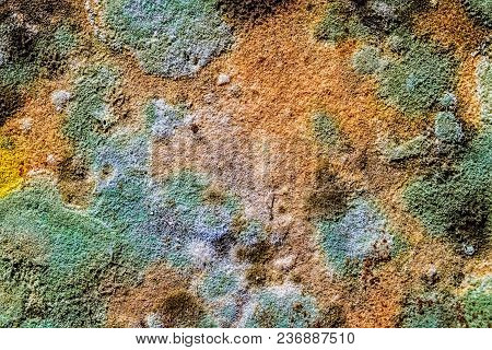 Mildew On Coffee Grounds. Abstract Background For Design, Website, Wallpaper.