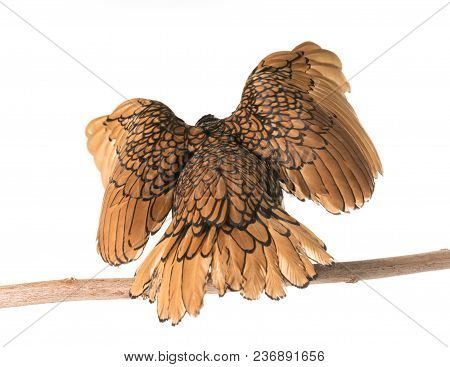 Golden Sebright Chicken In Front Of White Background