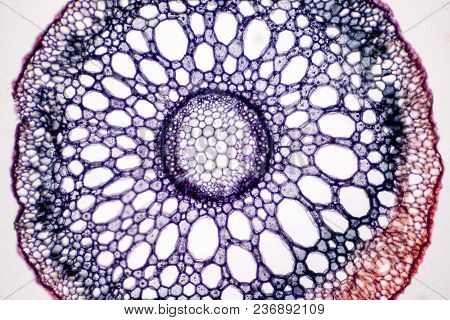 Cross Sections Of The Plant Root Under Microscope View