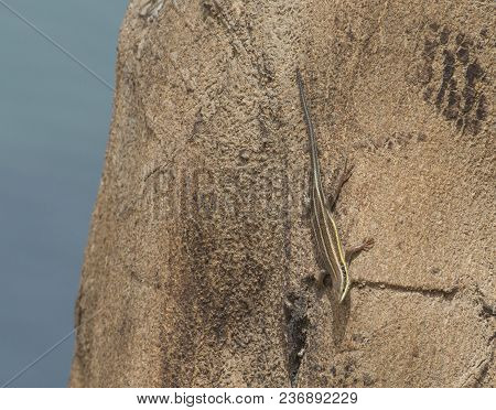 Blue-tailed Skink Lizard Stood On A Tree Trunk In Rural Countryside