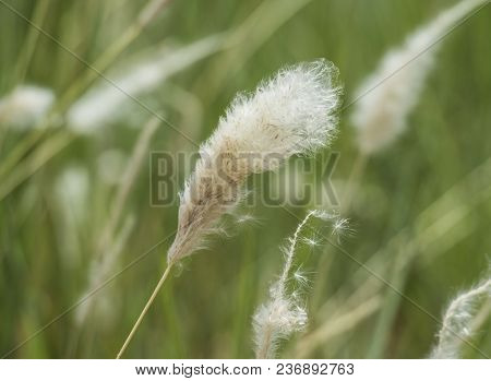 Close-up Detail Of Cotton Grass Seed Head Eriophorum In Rural Meadow