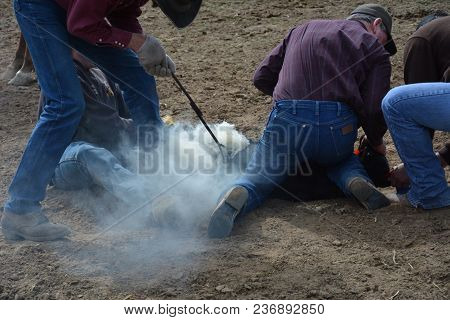 Branding Calf, Smoke Rolling Off Branded Calf, Ranching Life