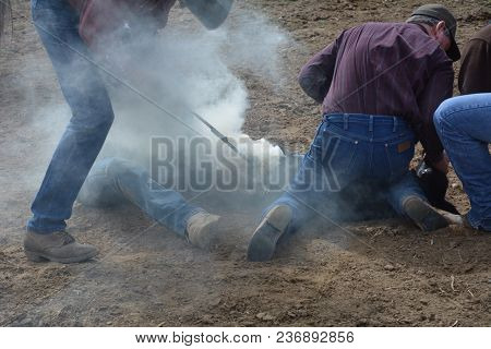 Smoke Coming Off Just Applied Brand, Branding Calves