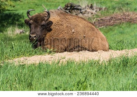 Large Adult American Buffalo Or Bison, Lying On Green Prairie Grass.