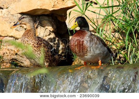 Duck