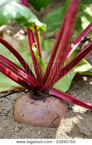 Beetroot