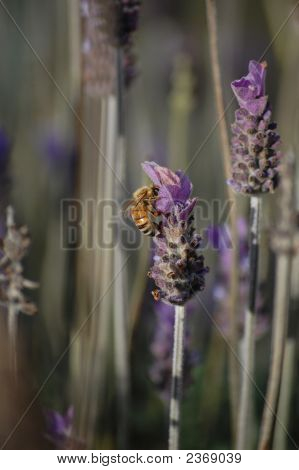 Biene