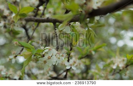 Beautiful White Butterfly And Branch Of Blossoming Cherry In Spring At Sunrise On Blue And Pink Back