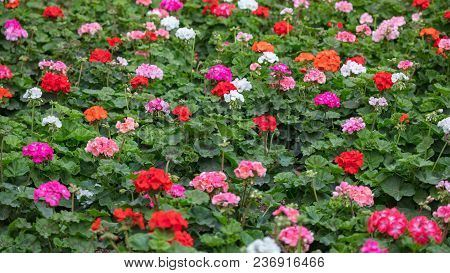 Pink And Red Bloomimg Geraniums (pelargoniums) Background