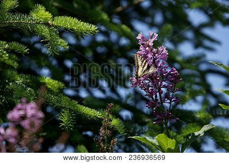 Butterfly On A Wild Flower In The Middle Of The Forest