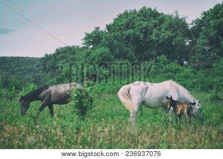 White Horse Mum With Foal And Black Horse Father Graze In The Green Summer Hilly Valley..