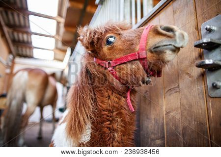 Portrait Of A Shetlandpony In A Stable