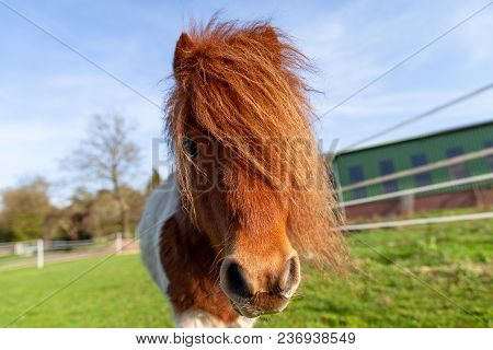 Portrait Of A Shetlandpony On A Green Meadow
