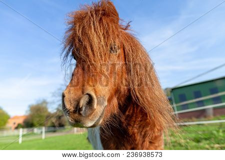 Portrait Of A Shetlandpony On A Green Meadow