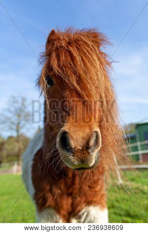 Portrait Of A Shetlandpony On A Green Meadow