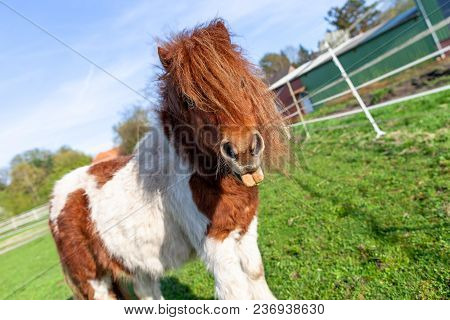 Portrait Of A Shetlandpony On A Green Meadow