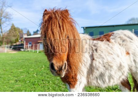 Portrait Of A Shetlandpony On A Green Meadow