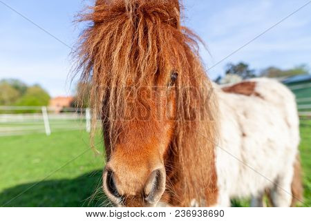 Portrait Of A Shetlandpony On A Green Meadow