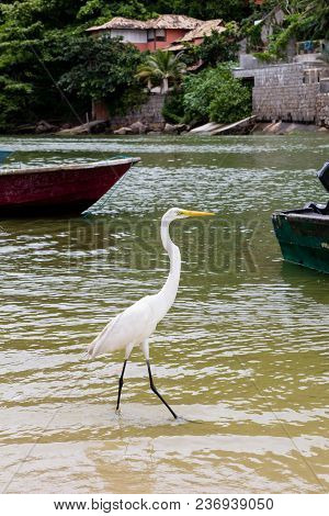 Great White Egret Walking Along Lake Bank With Blue Boat In The Background, Marapendi Lagoon, Rio De