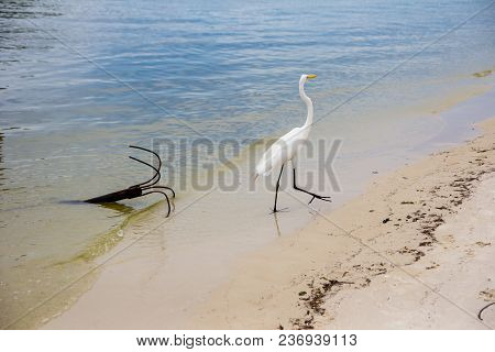 Great White Egret Walking Along Lake Bank With Iron Anchor By The Shore, Marapendi Lagoon, Rio De Ja